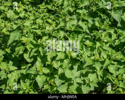 Frame di immagine di riempimento del fresco verde fogliame di un cerotto di sensazioni puntorie ortiche Urtica dioica Foto Stock