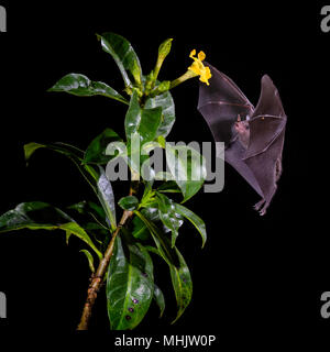 Pallas di lungo-tongued Bat - Glossophaga soricina, nuovo mondo foglia dal naso-bat nettare di alimentazione sul fiore nella notte, America Centrale foreste, Costa Rica. Foto Stock