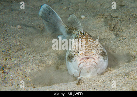 Sacerdote Stargazer scorpion fish mentre si nasconde nella sabbia Foto Stock