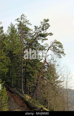 Diversi alberi di conifere su pendio ripido crescere inclinati e tenere per sé con le loro radici Foto Stock
