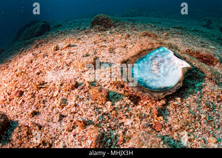 Madre di perle a guscio in una scogliera sottomarina colorate sullo sfondo del paesaggio Foto Stock