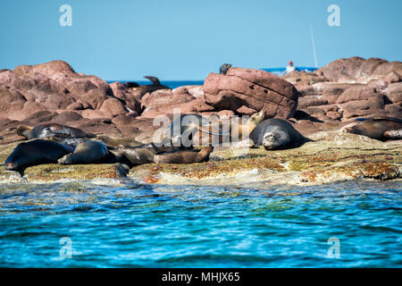 Californian leoni di mare guarnizioni mentre vi rilassate sulle rocce Foto Stock