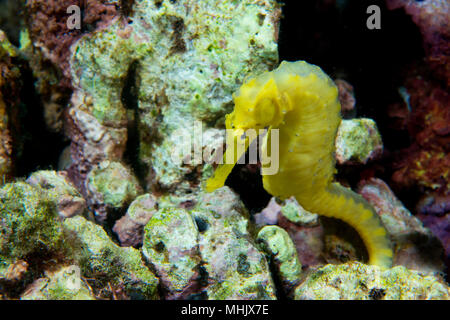 Un giallo kuda femmina cavallo di mare nelle Filippine Foto Stock