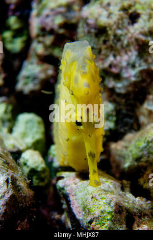 Un giallo kuda femmina cavallo di mare nelle Filippine Foto Stock