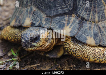 Irradiata tartaruga (Astrochelys radiata), Madagascar turtle Foto Stock