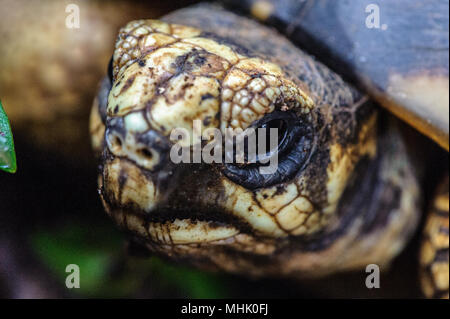 Irradiata tartaruga (Astrochelys radiata), Madagascar turtle Foto Stock