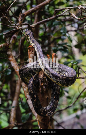 Madagascar Boa di massa (Boa madagascariensis) Foto Stock