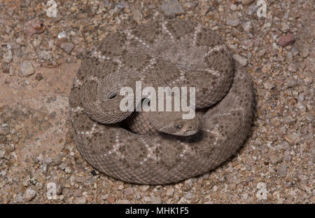 Western Diamond-backed Rattlesnake (Crotalus atrox) da Maricopa County, Arizona, Stati Uniti. Foto Stock