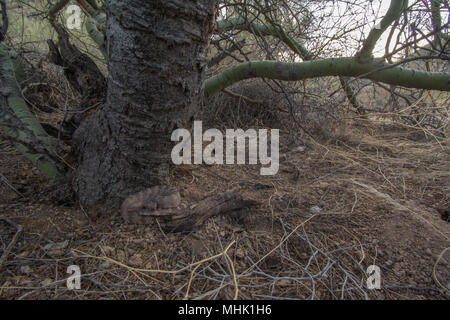 Tiger Rattlesnake (Crotalus tigri) attesa in agguato nella contea di Maricopa, Arizona, Stati Uniti. Foto Stock