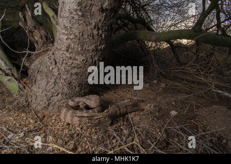 Tiger Rattlesnake (Crotalus tigri) attesa in agguato nella contea di Maricopa, Arizona, Stati Uniti. Foto Stock