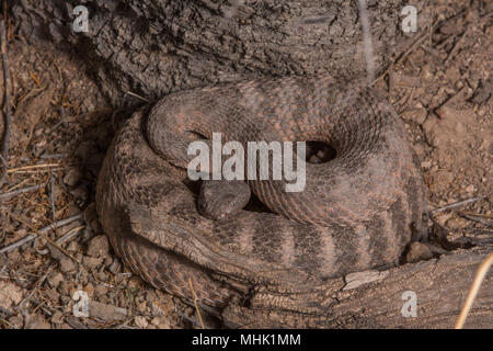 Tiger Rattlesnake (Crotalus tigri) attesa in agguato nella contea di Maricopa, Arizona, Stati Uniti. Foto Stock