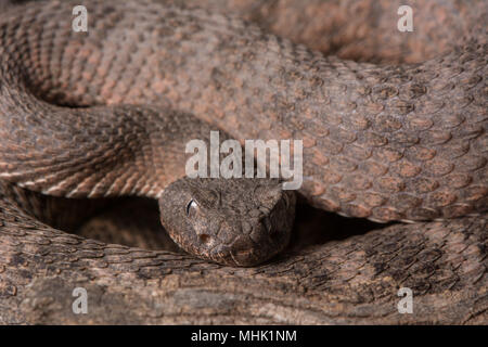 Tiger Rattlesnake (Crotalus tigri) attesa in agguato nella contea di Maricopa, Arizona, Stati Uniti. Foto Stock