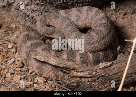 Tiger Rattlesnake (Crotalus tigri) attesa in agguato nella contea di Maricopa, Arizona, Stati Uniti. Foto Stock