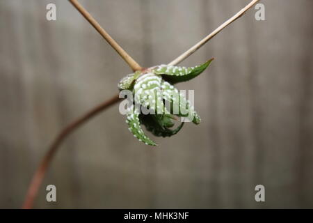 Zebra Cactus che cresce su un gambo Foto Stock