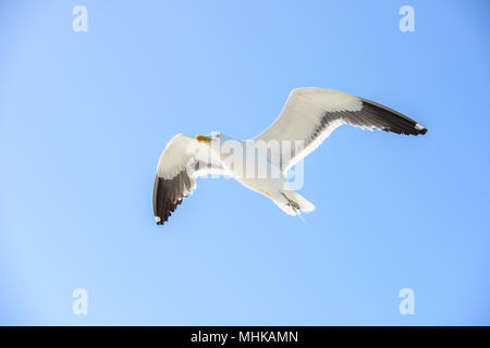 Sea Gull vola sopra l'oceano di fronte al cielo blu come sfondo Foto Stock