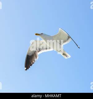 Sea Gull vola sopra l'oceano di fronte al cielo blu come sfondo Foto Stock