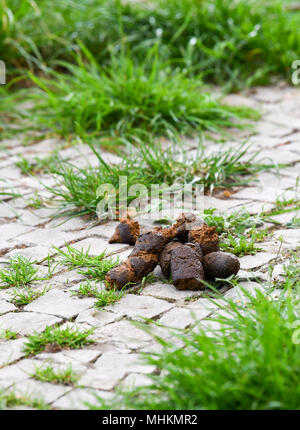 Il 25 aprile 2018, Berlin, Germania: un mucchio di cane giace su un marciapiede. Foto: Jens Kalaene/dpa-Zentralbild/dpa Foto Stock