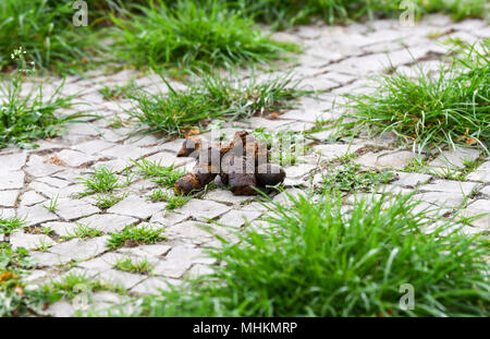 Il 25 aprile 2018, Berlin, Germania: un mucchio di cane giace su un marciapiede. Foto: Jens Kalaene/dpa-Zentralbild/dpa Foto Stock