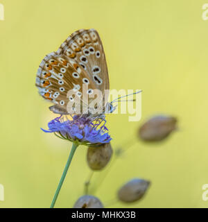 Chalkhill blu (Polyommatus coridon) farfalla sul fiore luminoso con sfondo verde Foto Stock