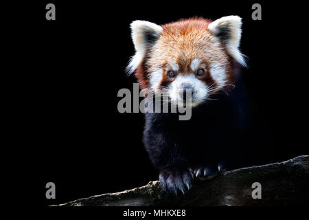 Ritratto di un panda rosso (Ailurus fulgens) isolato su sfondo nero Foto Stock