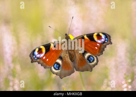 Il Pavone europea (Aglais io) su Heath. Questa è una farfalla colorata, che si trova in Europa e Asia temperata come estremo oriente come il Giappone. Foto Stock