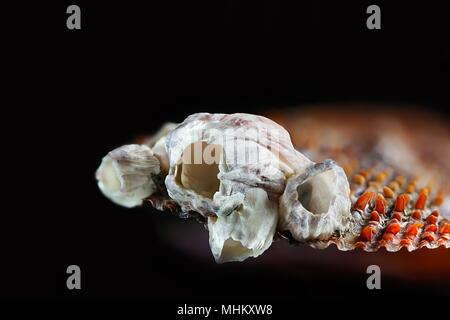 Acorn Barnacle Bay, Amphibalanus improvisus, un invasiva specie nocive Foto Stock