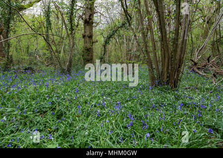 Tempo di primavera Foto Stock