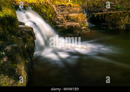 Cascata in cascata un forrest Foto Stock