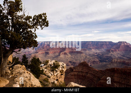 Si affacciano del Grand Canyon, Arizona. Foto Stock