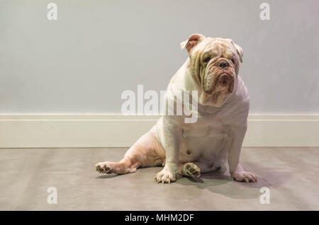 Bella bianco Bulldog inglese, femmina, seduto sul pavimento, Foto Stock