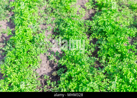 Erba verde prezzemolo nel giardino. Petroselinum crispum - prezzemolo riccio sul terreno di close-up. Foto Stock