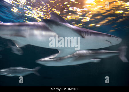 NC01671-00...North Carolina - Tiger Shark in North Carolina Aquarium sull Isola Roanoke. Foto Stock