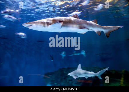 NC01672-00...North Carolina - Squali nel North Carolina Aquarium sull Isola Roanoke. Foto Stock