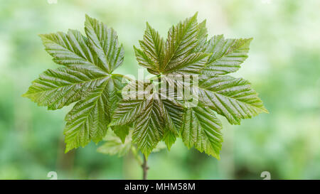 Giovani foglie di acero di monte. Acer pseudoplatanus. Close-up del nuovo piccolo albero con lussureggiante fogliame verde e luminoso primavera la natura in background. Foto Stock