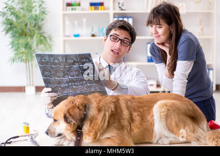 Medico e assistente a controllare il golden retriever cane in clinica veterinaria Foto Stock