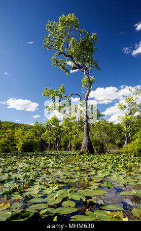 NC01805-00...North Carolina - Mercanti Gora in mercanti Gora parco dello stato. Foto Stock