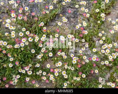 Bianco e rosa daisy spagnolo fiori sul vecchio muro di pietra sullo sfondo Foto Stock