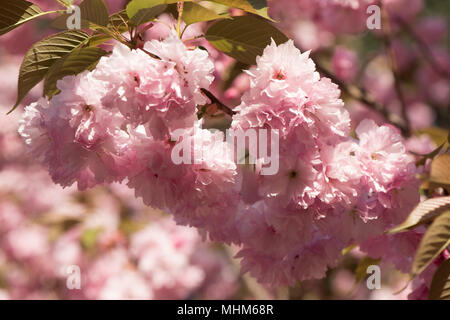 Giapponese ciliegia orientali in primavera in gran parte in fiore Foto Stock