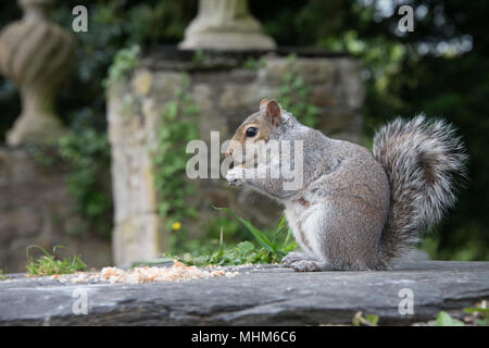 Lo scoiattolo Nutkin Foto Stock