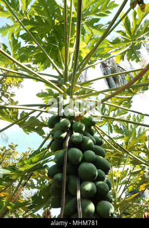 Papaya verde su albero Foto Stock