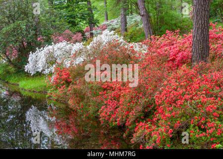 Azalea si affacciano sul giardino a Callaway Gardens in legno di pino di montagna, Georgia. Foto Stock