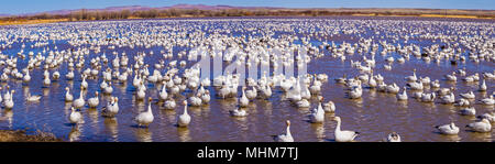 Panorama di migliaia di oche delle nevi a Bosque del Apache National Wildlife Refuge in Nuovo Messico. Foto Stock