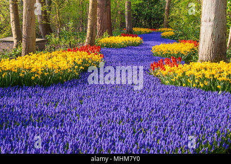 Giardino scena con Muscari, narcisi e tulipani in giardini Keukenhof in Olanda meridionale nei Paesi Bassi. Foto Stock