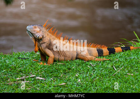 Verde, Iguana Iguana iguana, in Costa Rica. La iguana verde o iguana comune è un grande, erbivori arboree specie di lucertola del genere Iguana. Foto Stock