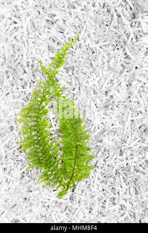 Verde Felce pianta su bianco carta tagliuzzata sfondo. Foto Stock