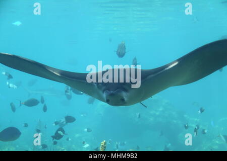 Whitespotted Eagle Ray (Aetobatus ocellatus) in mezzo a banchi di pesci Foto Stock