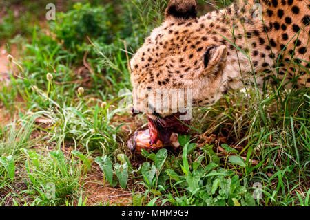 Close up di un ghepardo di mangiare carne al Naankuse Wildlife Sanctuary, Namibia, Africa Foto Stock