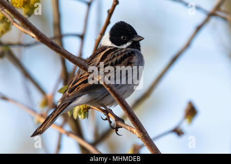 Comune maschio Reed Bunting (Emberiza schoeniclus) Foto Stock