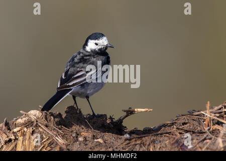 Maschio Pied Wagtail (Motacilla alba yarrellii) permanente sulla sommità di un mucchio di letame Foto Stock