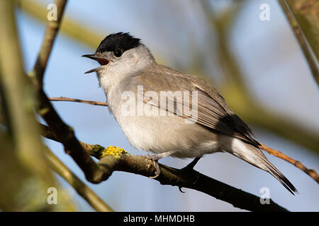 Maschio di canto Capinera (Sylvia atricapilla) Foto Stock